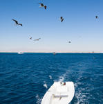 Seemöven über weissem Boot in Hurghada 4356