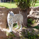 weisser Tiger aus dem Loro Park von Teneriffa