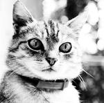Portrait Katze swarz/weiss 2140